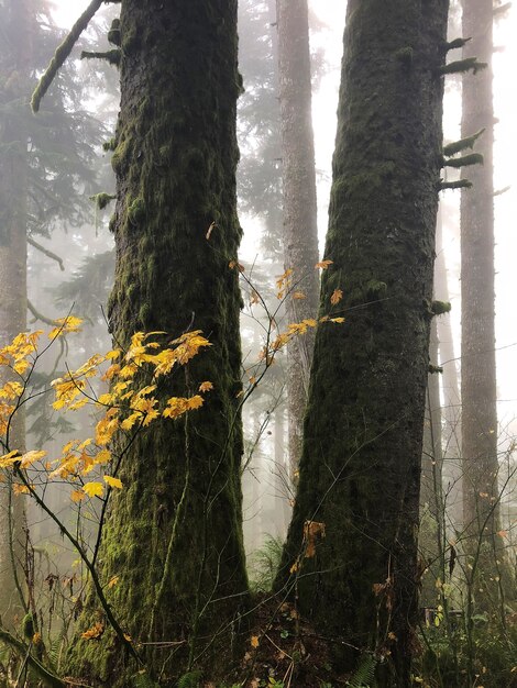 Zweige mit gelben Blättern, umgeben von Bäumen in Oregon, USA