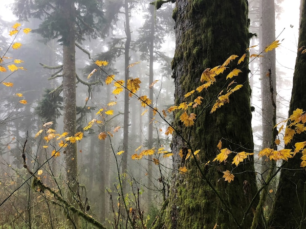 Zweige mit gelben Blättern, umgeben von Bäumen in Oregon, USA