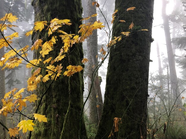 Zweige mit gelben Blättern, umgeben von Bäumen in Oregon, USA
