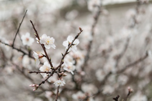 Zweige mit hübschen Blüten und unscharfem Hintergrund