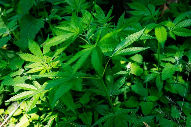 Zweige von Marihuana im wilden Wald