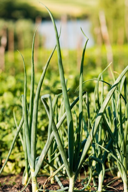 Zwiebel verlässt Landwirtschaftskonzept