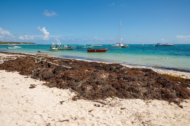07242022 República Dominicana Bavaro Punta cana províncias La Altagracia Algas na praia Algas sargassum Problema ecológico do Caribe