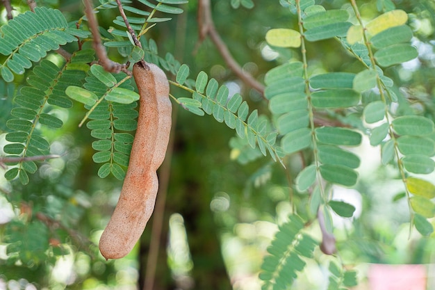 Tamarindo – Árvores da UENF