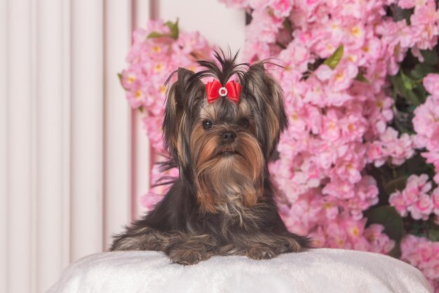 10 de abril de 2021 San Petersburgo Rusia Retrato de estudio de un lindo perro Yorkshire Terrier marrón y negro con un lazo rojo sobre un fondo de flores rosas