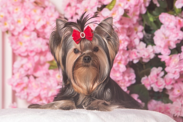 10 de abril de 2021 San Petersburgo Rusia Retrato de estudio de un lindo perro Yorkshire Terrier marrón y negro con un lazo rojo sobre un fondo de flores rosas