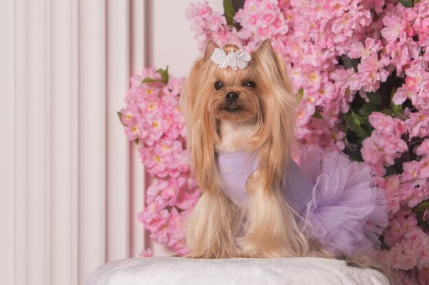 10 de abril de 2021 são petersburgo rússia retrato de estúdio de um cão yorkshire terrier fofo marrom claro com um laço branco em um vestido lilás sentado em um fundo de flores cor de rosa