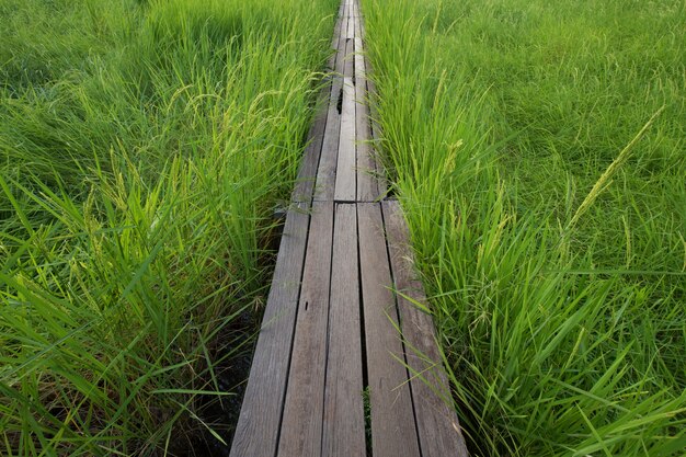 100, ano velho, ponte madeira, entre, arroz, campo, em, nakhon, Ratchasima, tailandia