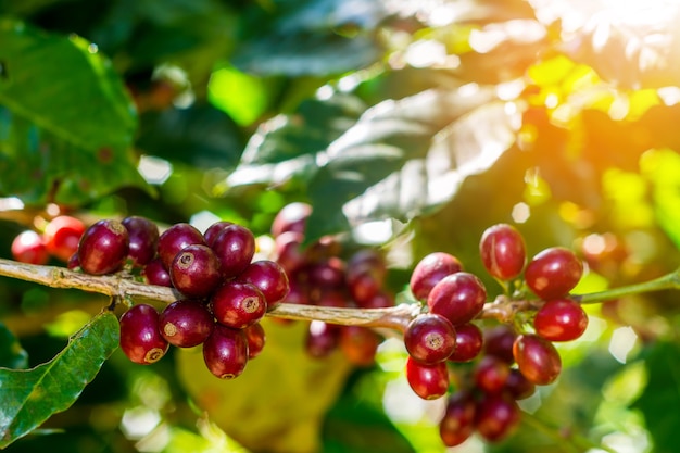 100% organische Arabica-Kaffeebohnen auf Baum in CHIANG RAI, nördlich von Thailand.