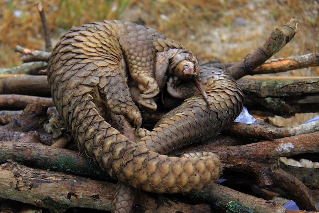 101 pangolines de contrabando fueron asegurados en la agencia de conservación de recursos naturales de Riau