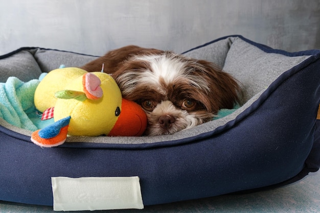 105 Tage alter Shih Tzu-Welpe, der auf dem Bett und neben einem Spielzeug liegt