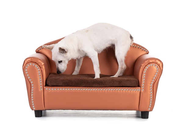 17-jähriger Hund Jack-Russell-Hund auf einem Sofa