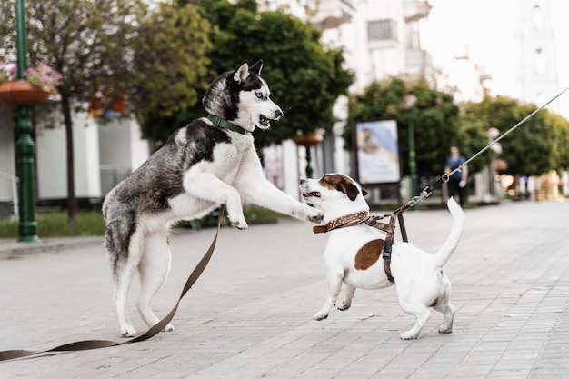 2 cães adoráveis se encontram farejando e brincando um com o outro husky siberiano e ack Russell terrier brincam na rua Cachorrinhos engraçados