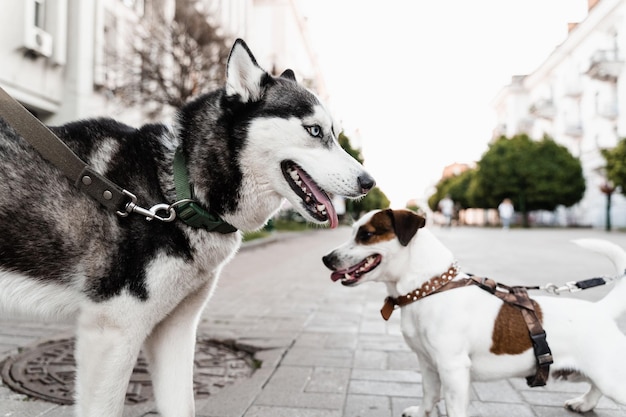 2 cães adoráveis se encontram farejando e brincando um com o outro husky siberiano e Jack Russell terrier brincam na rua Cachorrinhos engraçados