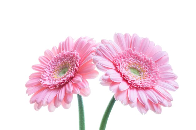 2 flores de gerbera de color rosa