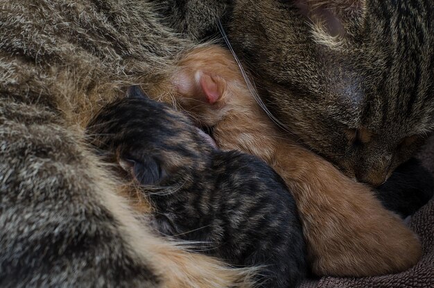 2 gatitos recién nacidos comen leche materna