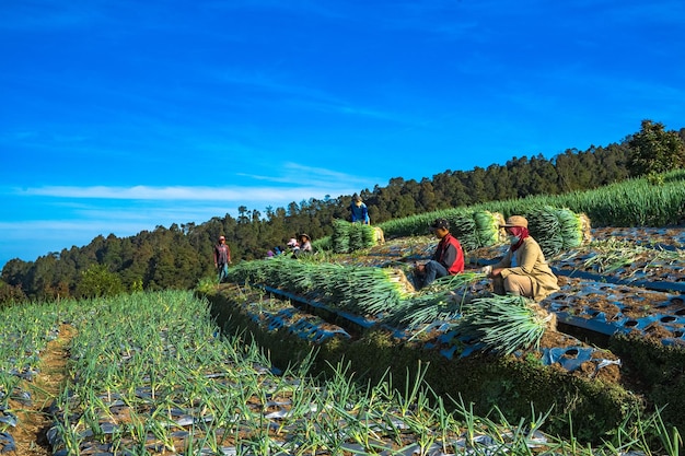 2 de julio de 2022 La cosecha de cebolleta Dusun Butuh Magelang Indonesia