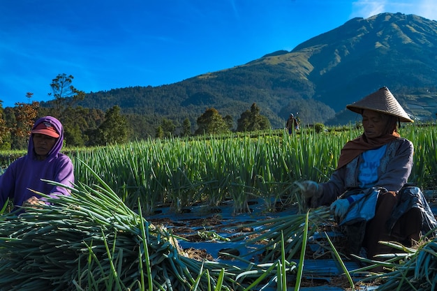 2 de julio de 2022 La cosecha de cebolleta Dusun Butuh Magelang Indonesia