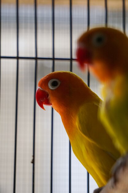 2 pájaros del amor en la jaula
