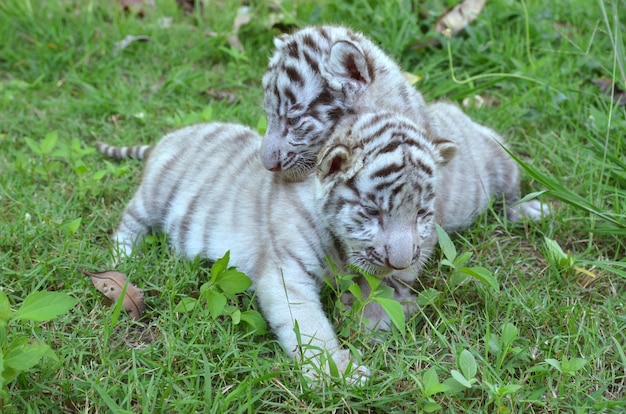 2 tigre blanco bebé