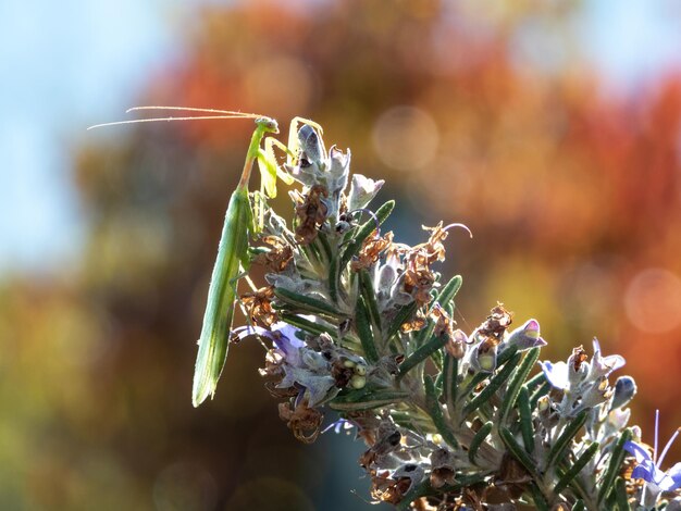 20200510 Mantis não identificado de Worcester Western Cape