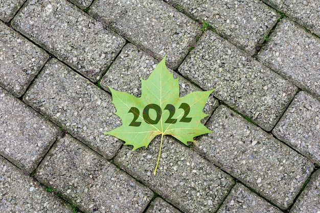 2022 Maple leaf no chão