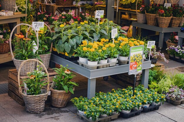 25 de julho de 2022 Osnabruck Alemanha Plantas e flores em vasos à venda no mercado ou loja de floristas