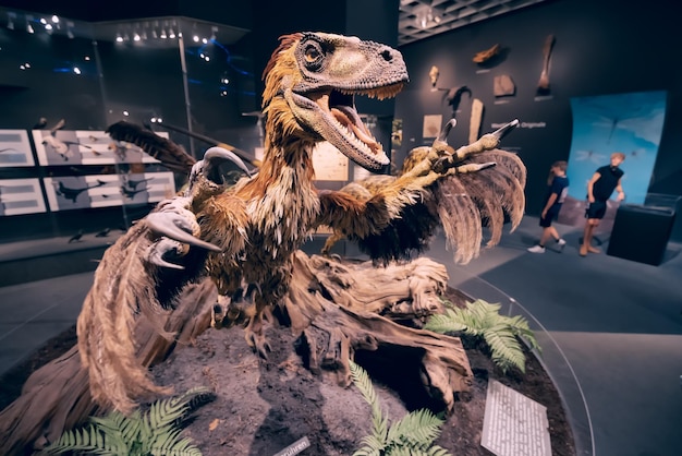 Foto 26 de julio de 2022 museo de historia natural de munster alemania velociraptor o deinonychus con plumaje las plumas son probablemente una característica distintiva de los dinosaurios como ancestros de las aves