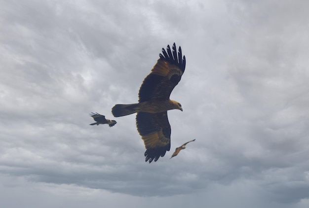 3 Adler fliegen zusammen mit bewölktem Himmel im Hintergrund