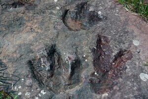 Foto 3 huella de dinosaurio en una superficie rocosa tailandia