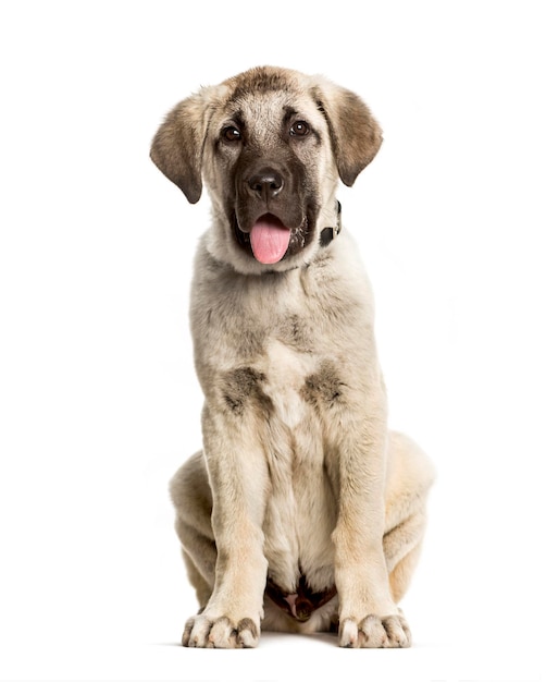3 Monate alter anatolischer Schäferhund, der gegen Weiß sitzt