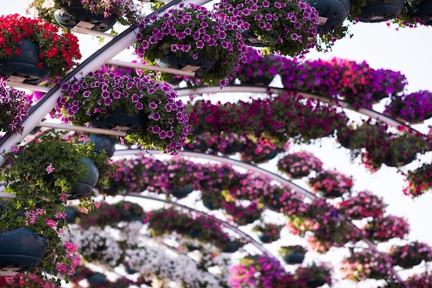 30 enero 2017 Jardín milagroso de Dubái con más de 45 millones de flores en un día soleado