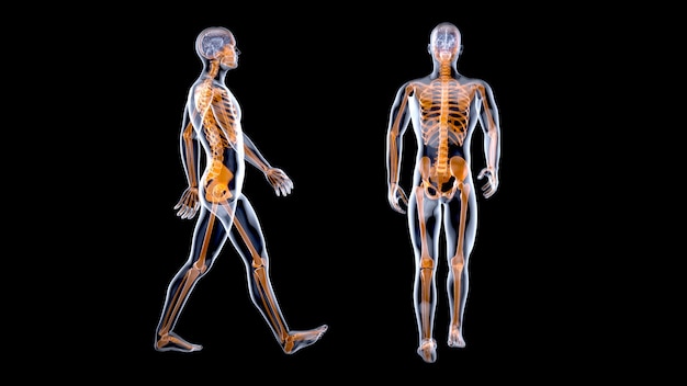 3D-Anatomiekonzept eines Röntgenmannes, der geht