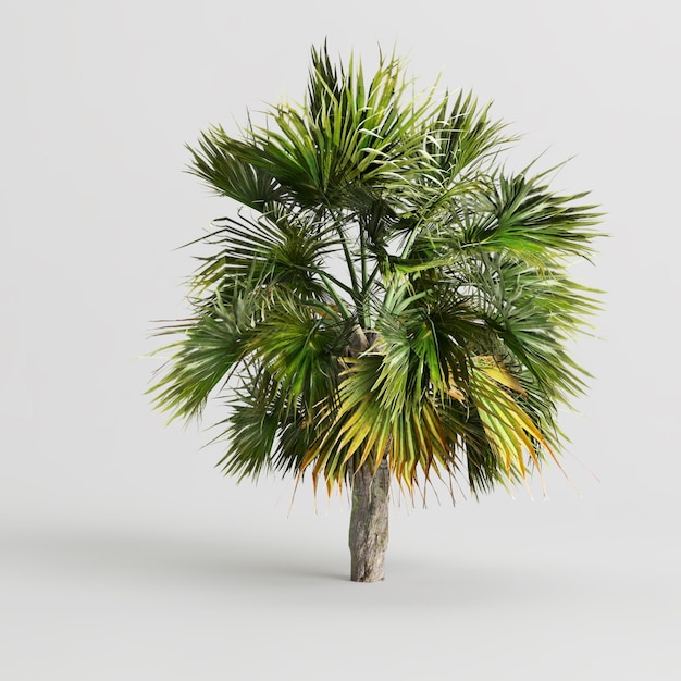 3D-Darstellung der Palme isoliert auf weißem Hintergrund