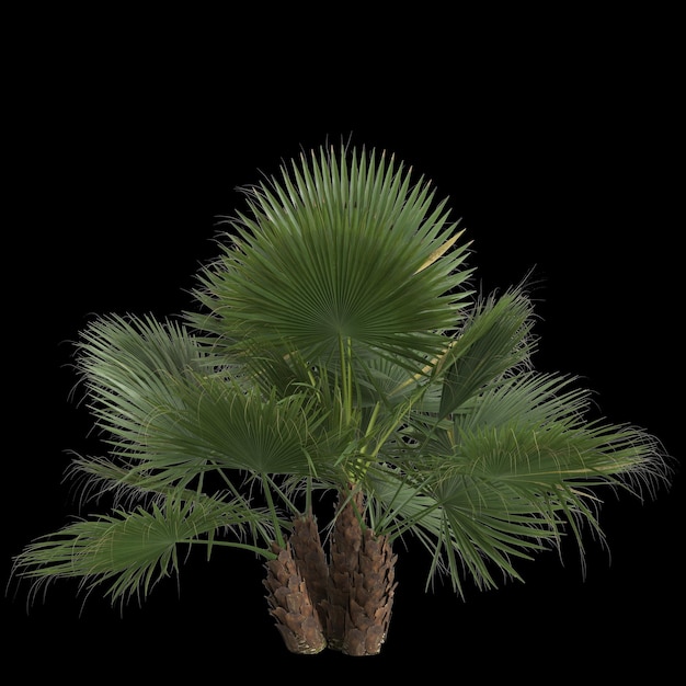 3D-Darstellung der Washingtonia filifera-Palme isoliert auf schwarzem Hintergrund