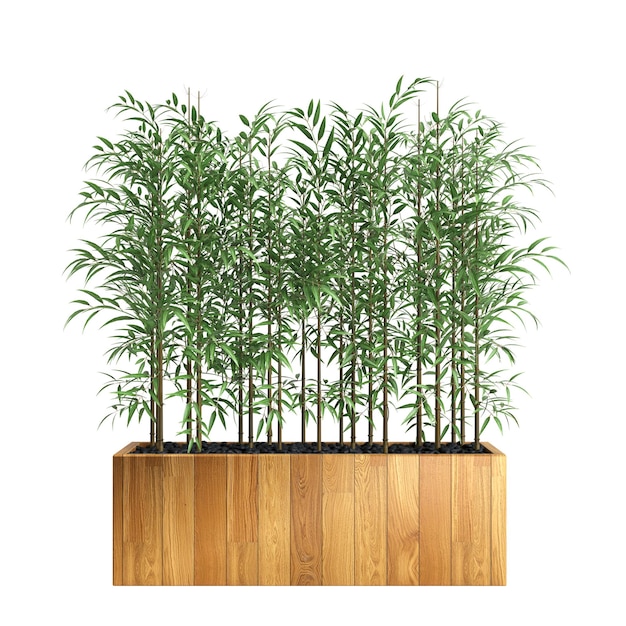 3D-Darstellung des Bambusbaums isoliert auf weißem Hintergrund