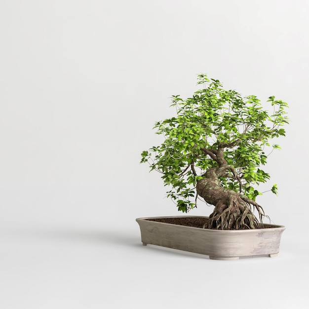 3D-Darstellung des Bonsai-Baums isoliert auf weißem Hintergrund