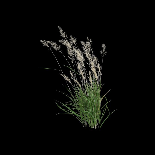 3D-Darstellung des Calamagrostis-Arundinacea-Buschs isoliert auf schwarzem Hintergrund