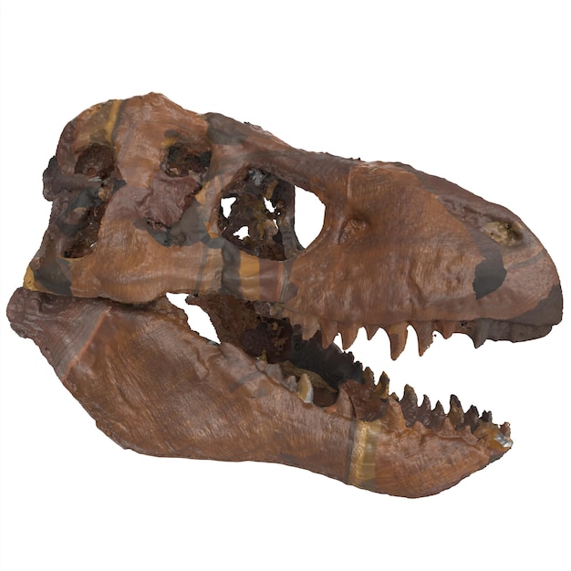 3D-Darstellung des Dinasour-Schädels