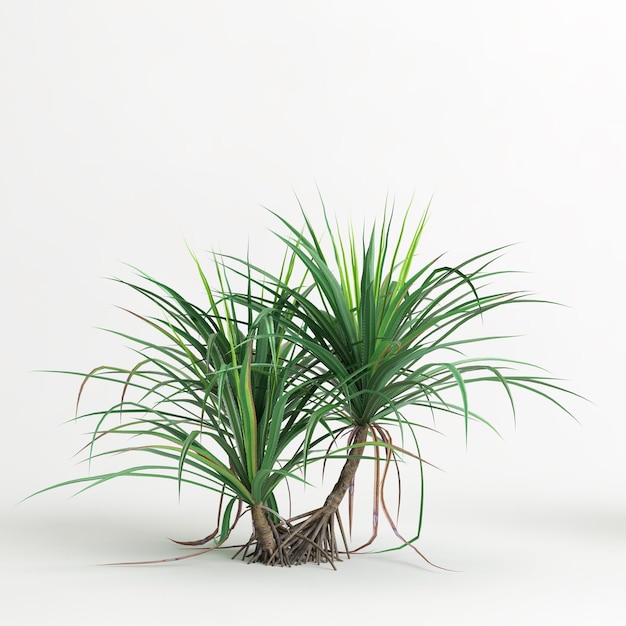 3D-Darstellung des Dracaena-Baums isoliert auf weißem Hintergrund