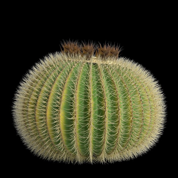 3D-Darstellung des Echinocactus grusonii Busches isoliert auf schwarzem Hintergrund