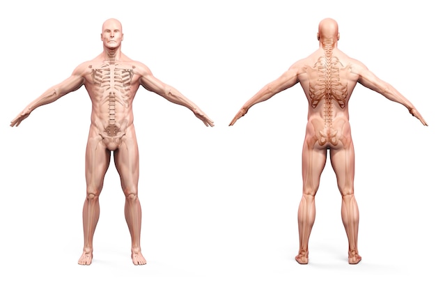 3D-Darstellung des menschlichen Körpers und des Skeletts