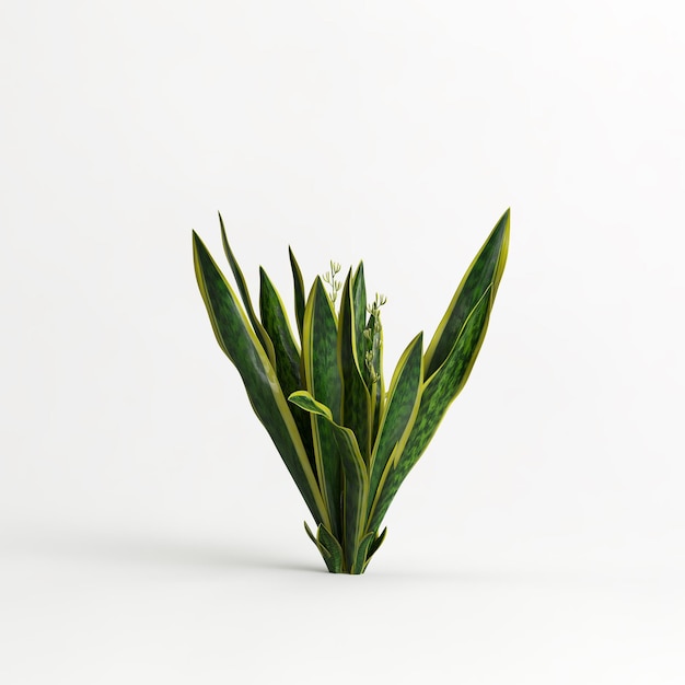 3D-Darstellung des Sansevieria trifasciata laurentii-Baums isoliert auf weißem Hintergrund