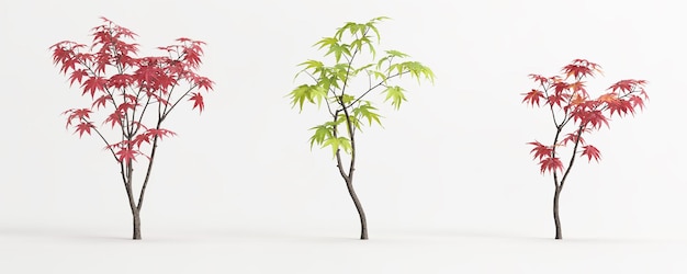 3D-Darstellung des Satzes Acer palmatum Baum isoliert auf Weiß und seiner Maske