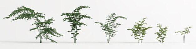 3D-Darstellung des Satzes Asparagus setaceus Baum isoliert auf Weiß und seiner Maske