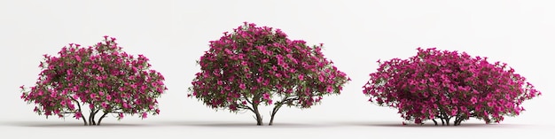 3D-Darstellung des Satzes Rhododendron pulchrum rosa Blume isoliert auf Weiß und seiner Maske