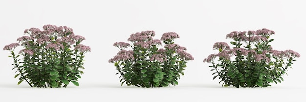 3D-Darstellung des Set Sedum-Blütenstrauchs isoliert auf weißem Hintergrund