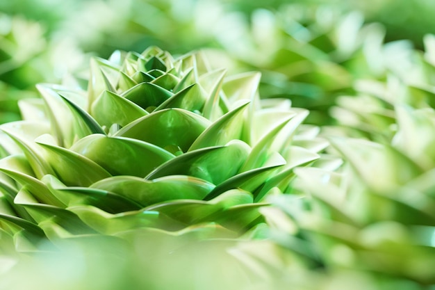 3D-Darstellung einer Nahaufnahme einer grünen Blume, Sukkulenten auf einem unscharfen Hintergrund