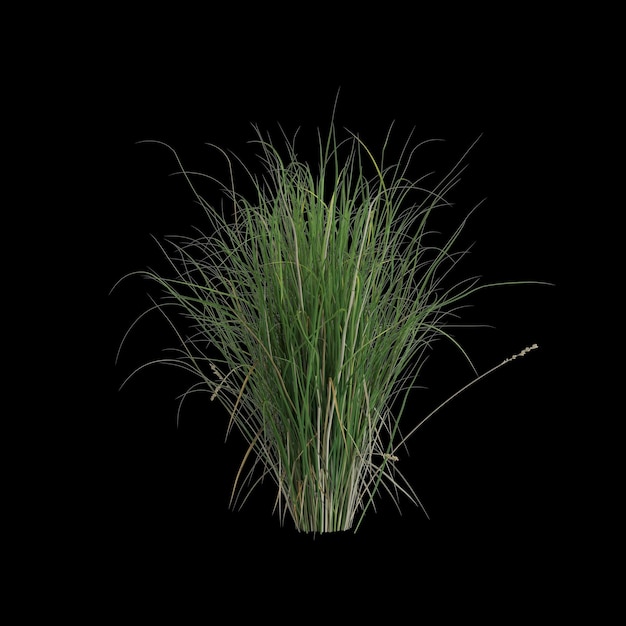 3D-Darstellung von Carex Appressa Bush isoliert auf schwarzem Hintergrund