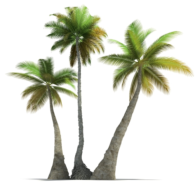 Foto 3d-darstellung von drei palmen auf einem neutralen weißen hintergrund